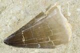 Fossil Mosasaur (Prognathodon) Tooth In Rock - Morocco #106476-1